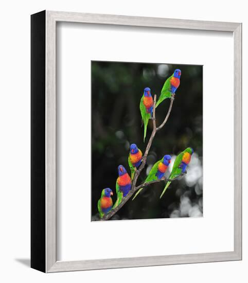 Australian Rainbow Lorikeets-null-Framed Art Print