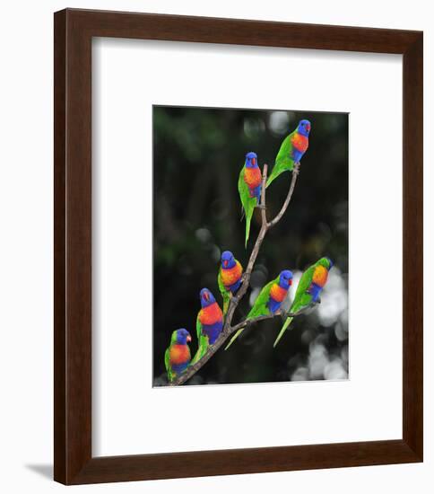 Australian Rainbow Lorikeets-null-Framed Art Print