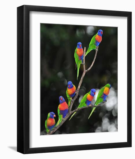 Australian Rainbow Lorikeets-null-Framed Art Print