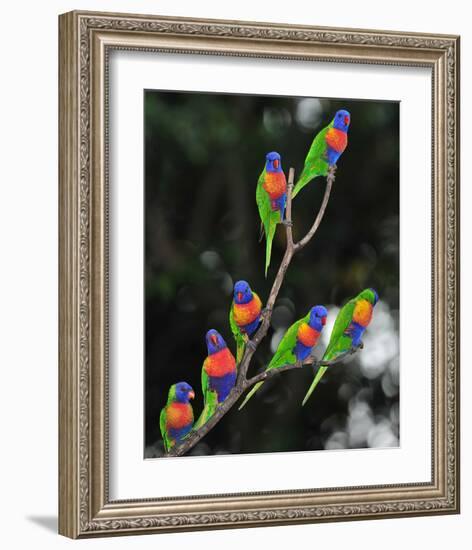 Australian Rainbow Lorikeets-null-Framed Art Print