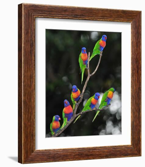 Australian Rainbow Lorikeets-null-Framed Art Print