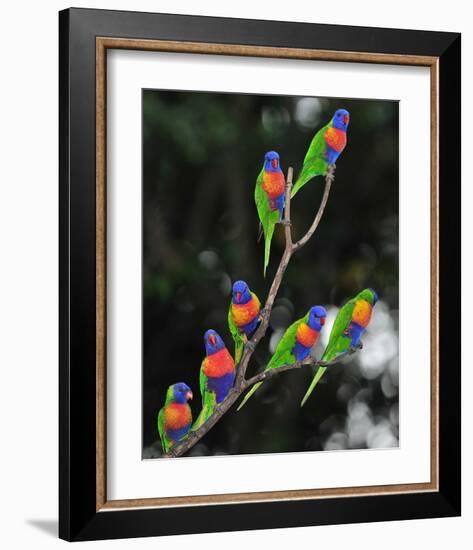 Australian Rainbow Lorikeets-null-Framed Art Print