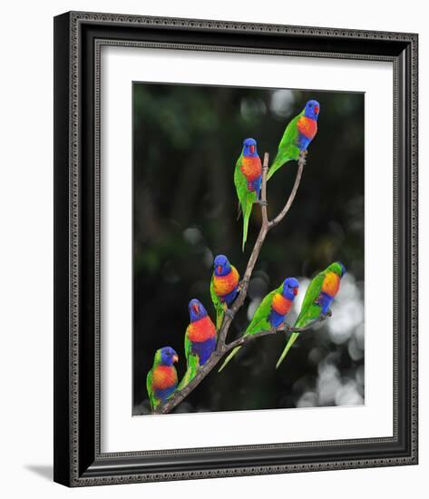 Australian Rainbow Lorikeets-null-Framed Art Print