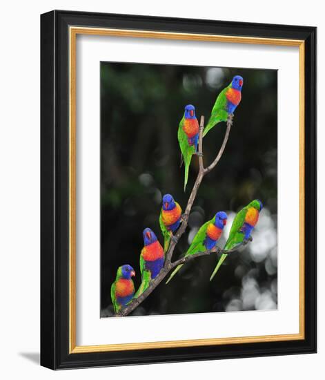 Australian Rainbow Lorikeets-null-Framed Art Print