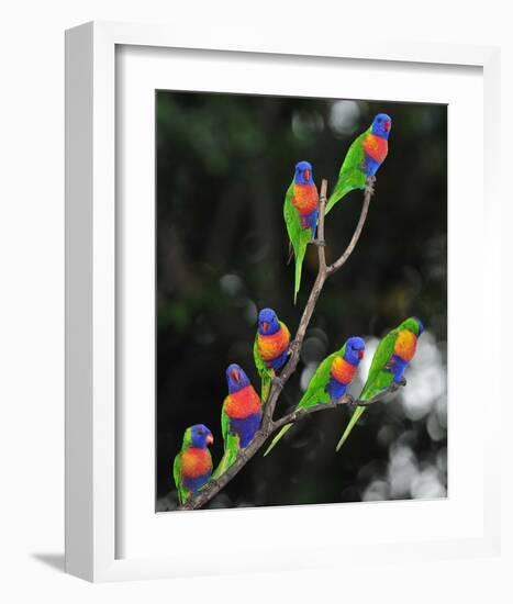 Australian Rainbow Lorikeets-null-Framed Art Print