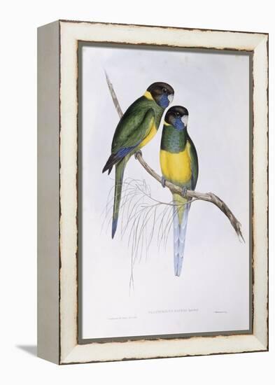 Australian Ringneck (Barnardius or Platycercus Zonarius)-John Gould-Framed Premier Image Canvas