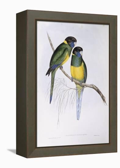 Australian Ringneck (Barnardius or Platycercus Zonarius)-John Gould-Framed Premier Image Canvas