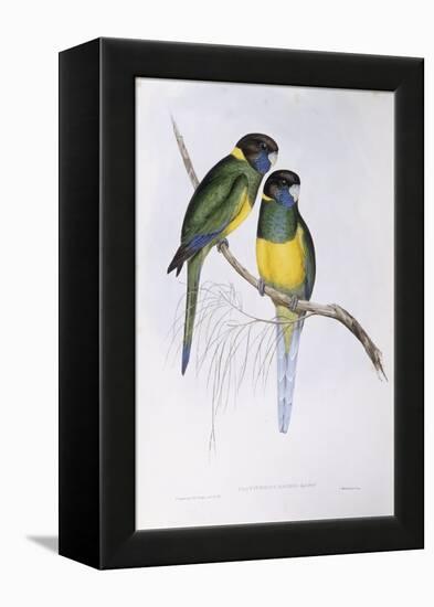 Australian Ringneck (Barnardius or Platycercus Zonarius)-John Gould-Framed Premier Image Canvas