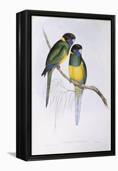 Australian Ringneck (Barnardius or Platycercus Zonarius)-John Gould-Framed Premier Image Canvas