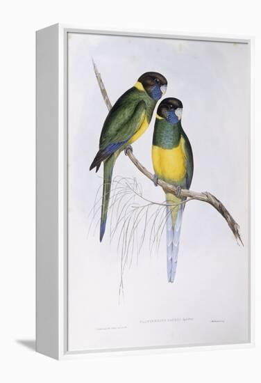 Australian Ringneck (Barnardius or Platycercus Zonarius)-John Gould-Framed Premier Image Canvas