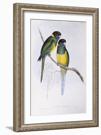 Australian Ringneck (Barnardius or Platycercus Zonarius)-John Gould-Framed Giclee Print