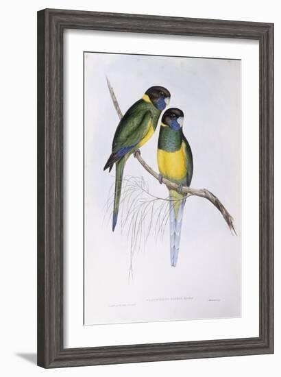 Australian Ringneck (Barnardius or Platycercus Zonarius)-John Gould-Framed Giclee Print