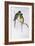 Australian Ringneck (Barnardius or Platycercus Zonarius)-John Gould-Framed Giclee Print