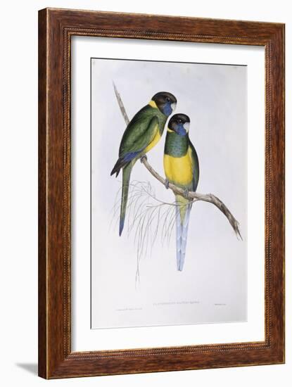 Australian Ringneck (Barnardius or Platycercus Zonarius)-John Gould-Framed Giclee Print