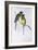 Australian Ringneck (Barnardius or Platycercus Zonarius)-John Gould-Framed Giclee Print