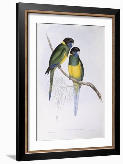 Australian Ringneck (Barnardius or Platycercus Zonarius)-John Gould-Framed Giclee Print