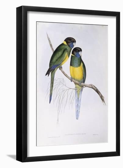 Australian Ringneck (Barnardius or Platycercus Zonarius)-John Gould-Framed Giclee Print