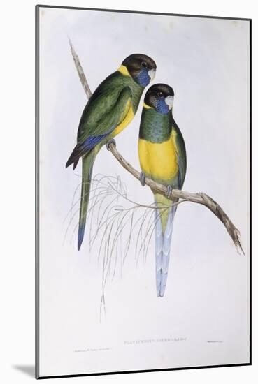 Australian Ringneck (Barnardius or Platycercus Zonarius)-John Gould-Mounted Giclee Print