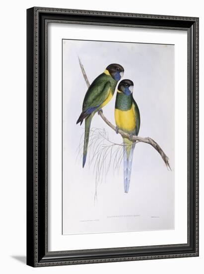 Australian Ringneck (Barnardius or Platycercus Zonarius)-John Gould-Framed Giclee Print