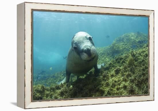 Australian Sea Lion-Matthew Oldfield-Framed Premier Image Canvas