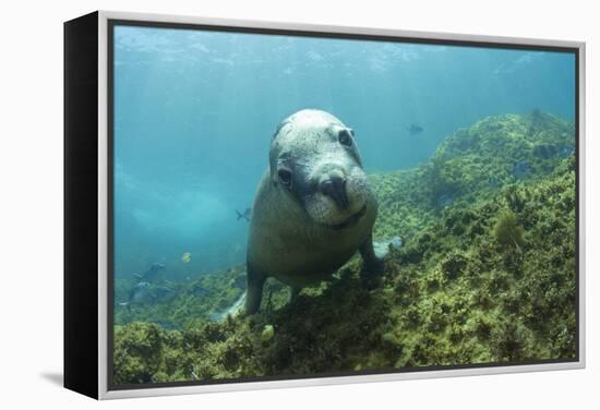 Australian Sea Lion-Matthew Oldfield-Framed Premier Image Canvas