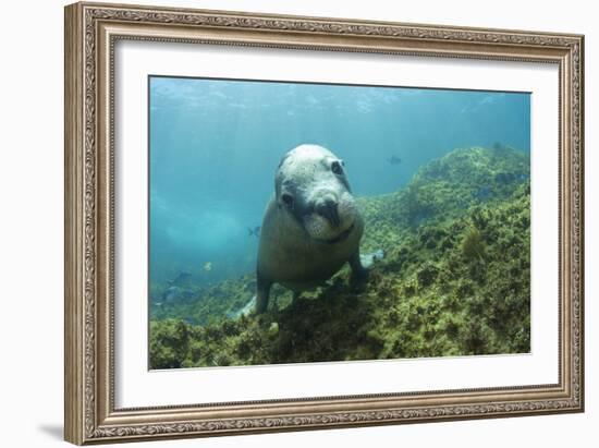 Australian Sea Lion-Matthew Oldfield-Framed Photographic Print