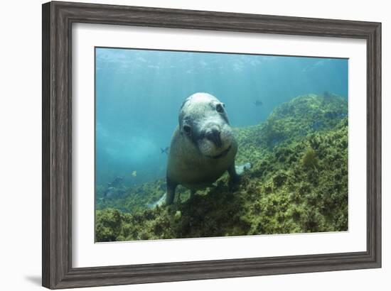 Australian Sea Lion-Matthew Oldfield-Framed Photographic Print