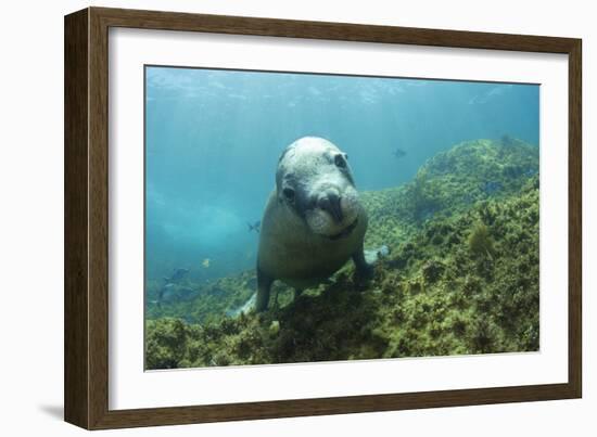 Australian Sea Lion-Matthew Oldfield-Framed Photographic Print