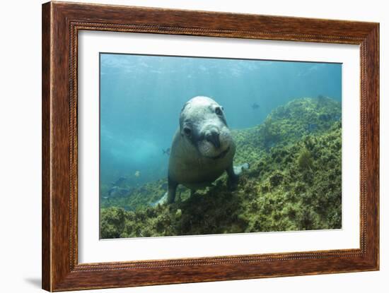 Australian Sea Lion-Matthew Oldfield-Framed Photographic Print