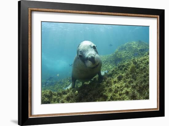 Australian Sea Lion-Matthew Oldfield-Framed Photographic Print