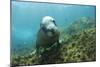 Australian Sea Lion-Matthew Oldfield-Mounted Photographic Print