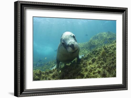 Australian Sea Lion-Matthew Oldfield-Framed Photographic Print