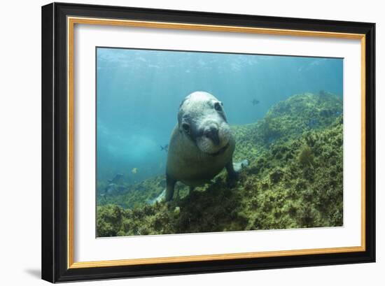 Australian Sea Lion-Matthew Oldfield-Framed Photographic Print