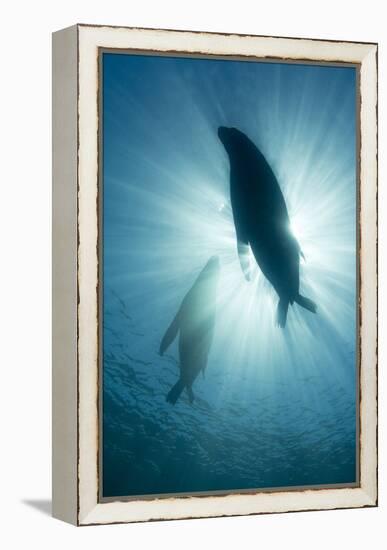 Australian Sea Lions-Matthew Oldfield-Framed Premier Image Canvas