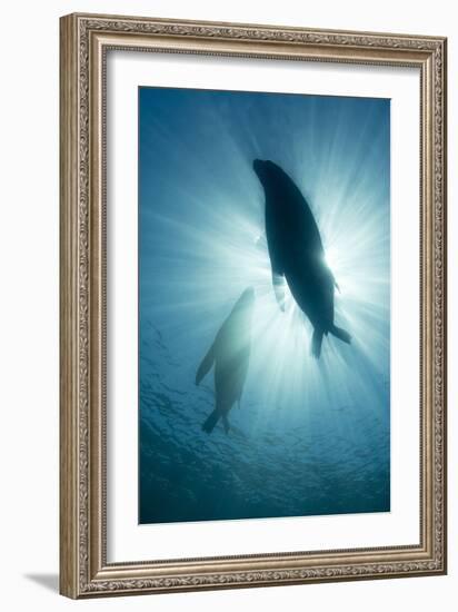 Australian Sea Lions-Matthew Oldfield-Framed Photographic Print