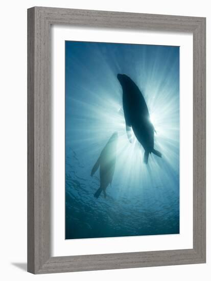 Australian Sea Lions-Matthew Oldfield-Framed Photographic Print