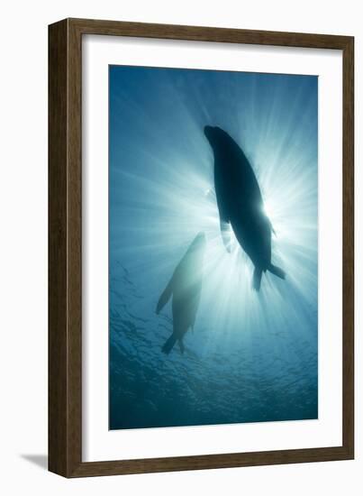 Australian Sea Lions-Matthew Oldfield-Framed Photographic Print