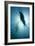 Australian Sea Lions-Matthew Oldfield-Framed Photographic Print