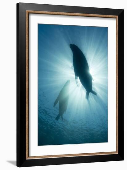 Australian Sea Lions-Matthew Oldfield-Framed Photographic Print