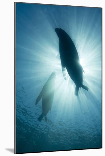 Australian Sea Lions-Matthew Oldfield-Mounted Photographic Print