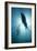 Australian Sea Lions-Matthew Oldfield-Framed Photographic Print