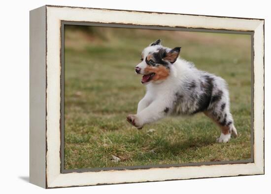 Australian Sheepdog, Shepherd Dog-null-Framed Premier Image Canvas