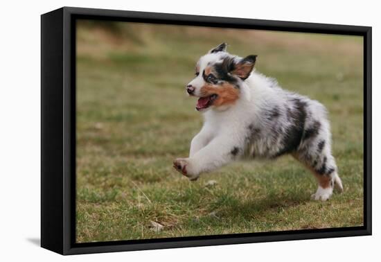 Australian Sheepdog, Shepherd Dog-null-Framed Premier Image Canvas