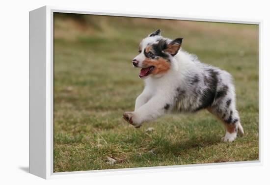 Australian Sheepdog, Shepherd Dog-null-Framed Premier Image Canvas