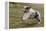 Australian Sheepdog, Shepherd Dog-null-Framed Premier Image Canvas