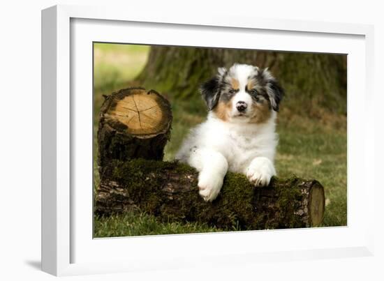 Australian Sheepdog, Shepherd Dog-null-Framed Photographic Print