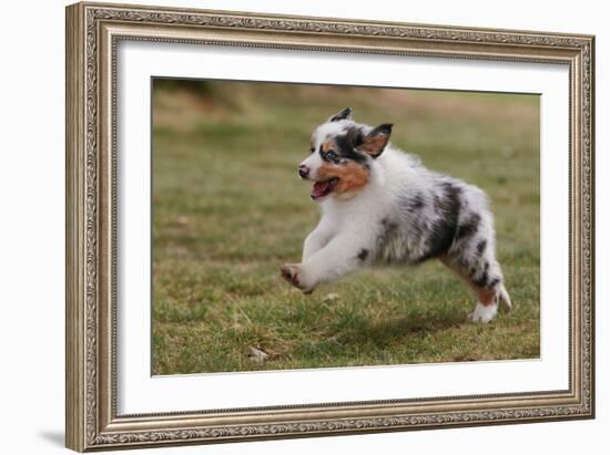 Australian Sheepdog, Shepherd Dog-null-Framed Photographic Print