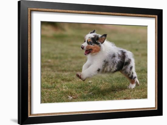 Australian Sheepdog, Shepherd Dog-null-Framed Photographic Print