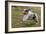 Australian Sheepdog, Shepherd Dog-null-Framed Photographic Print