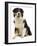 Australian Sheepdog-null-Framed Photographic Print